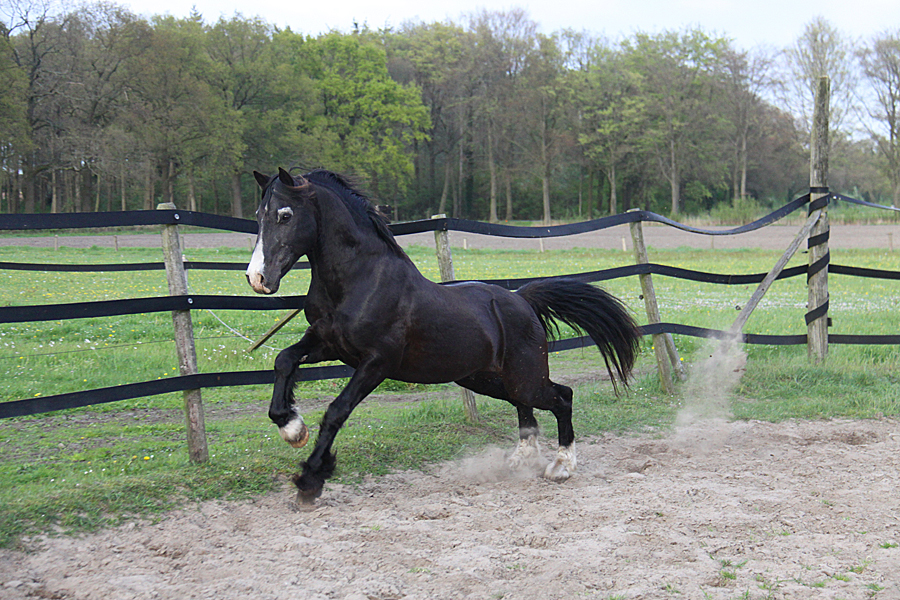 Voorbeeldfoto: Welsh Cob Ceres Commando